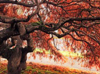 一键购买即发的短信轰炸业务网