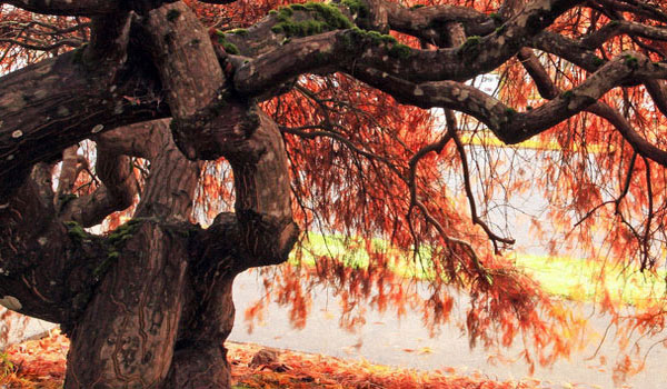 呼死你软件下载